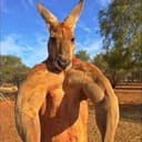 ROO