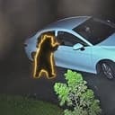 CRIMEBEAR