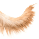 tail