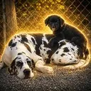 DOGPOUND