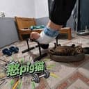 憨pig猫