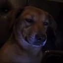 POORDOG⁠