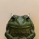 bullfrog
