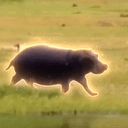Hippo