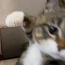 猫パンチ
