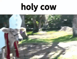 HOLYCOW