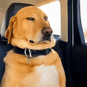 Susdog