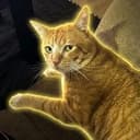 bruhcat