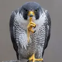 falcão