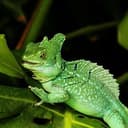 BASILISK