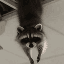 ceilingcoon