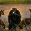 Chimpanzee