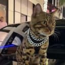 Bengal