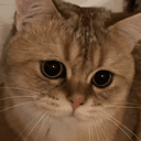 SIMBA