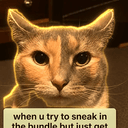 STARINGCAT