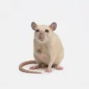 CASHRAT