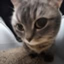 CHIPI