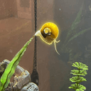 Snail