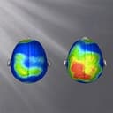BRAIN