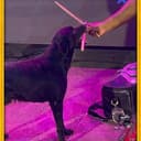 Drummerdog