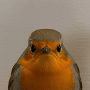 Robin