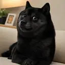 $Bdoge