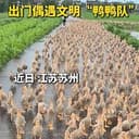 鸭鸭队