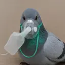 wif
