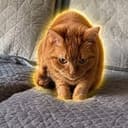 MARIGOLD