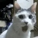 MEOW