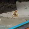 APE