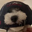 $MOCHI