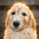 Patton