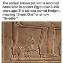 nedjem