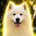 Shiro