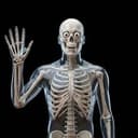 SKELETON