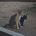 TWOCATS