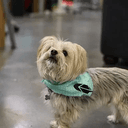 RDOG