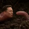 WORM