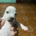 Perro