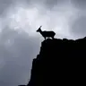 MARKHOR