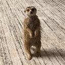 timon