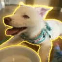 Piper