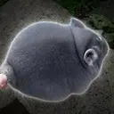 Chudchilla