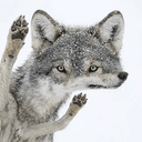 WOFL