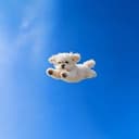 FLY
