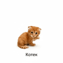 KRCAT