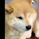 揣手小狗