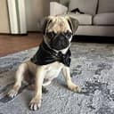Bodi