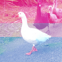 bbgoose
